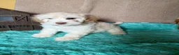 Labradoodle dogs for sale: Labradoodle 2 - Ad 6