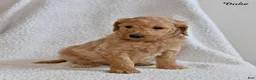 Goldendoodle dogs for sale: Duke - Ad 4