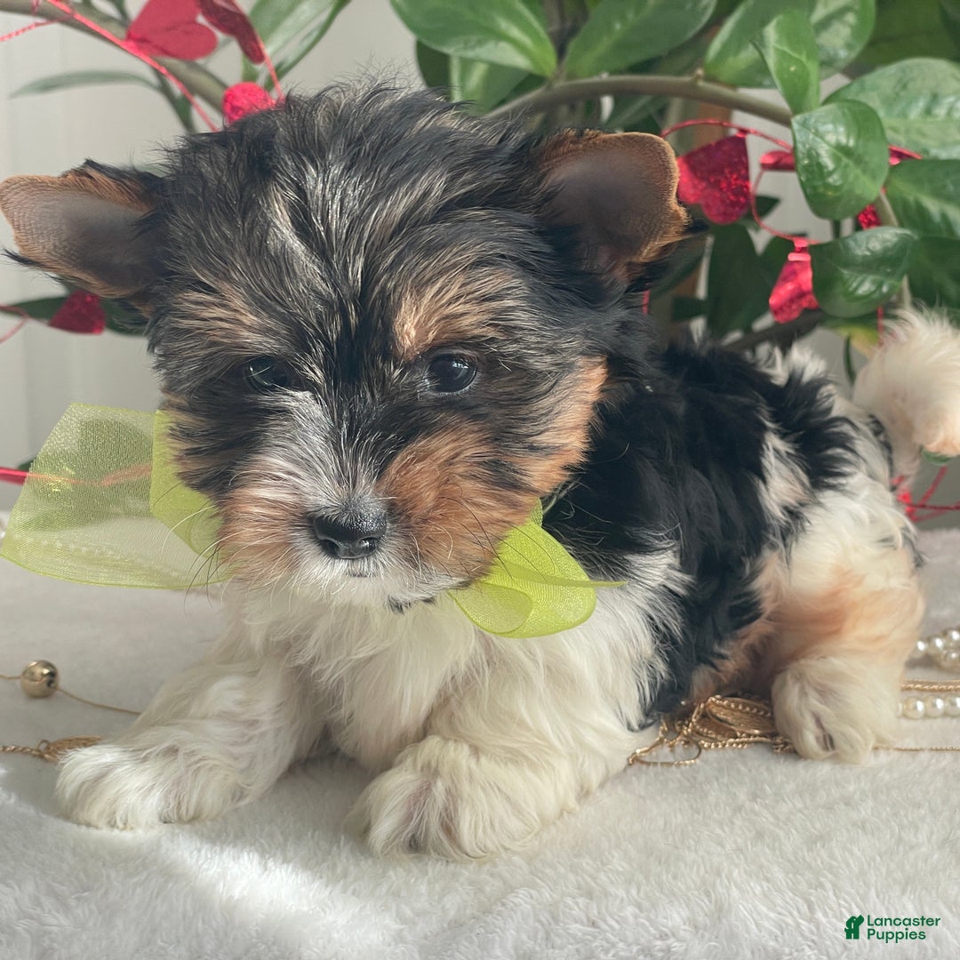 Biewer Terrier dogs for sale: Tony - Ad 4