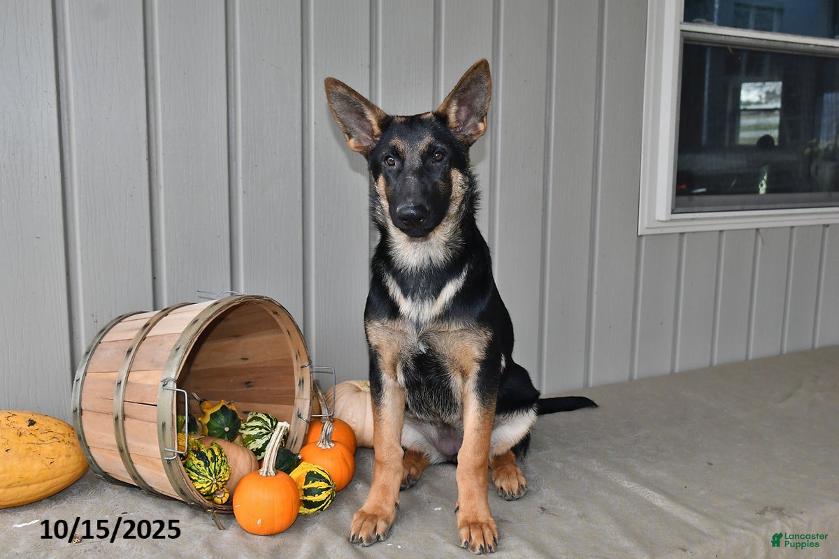 German Shepherd dogs Crystal - Ad 32