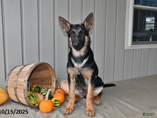 German Shepherd dogs Crystal - Ad 26
