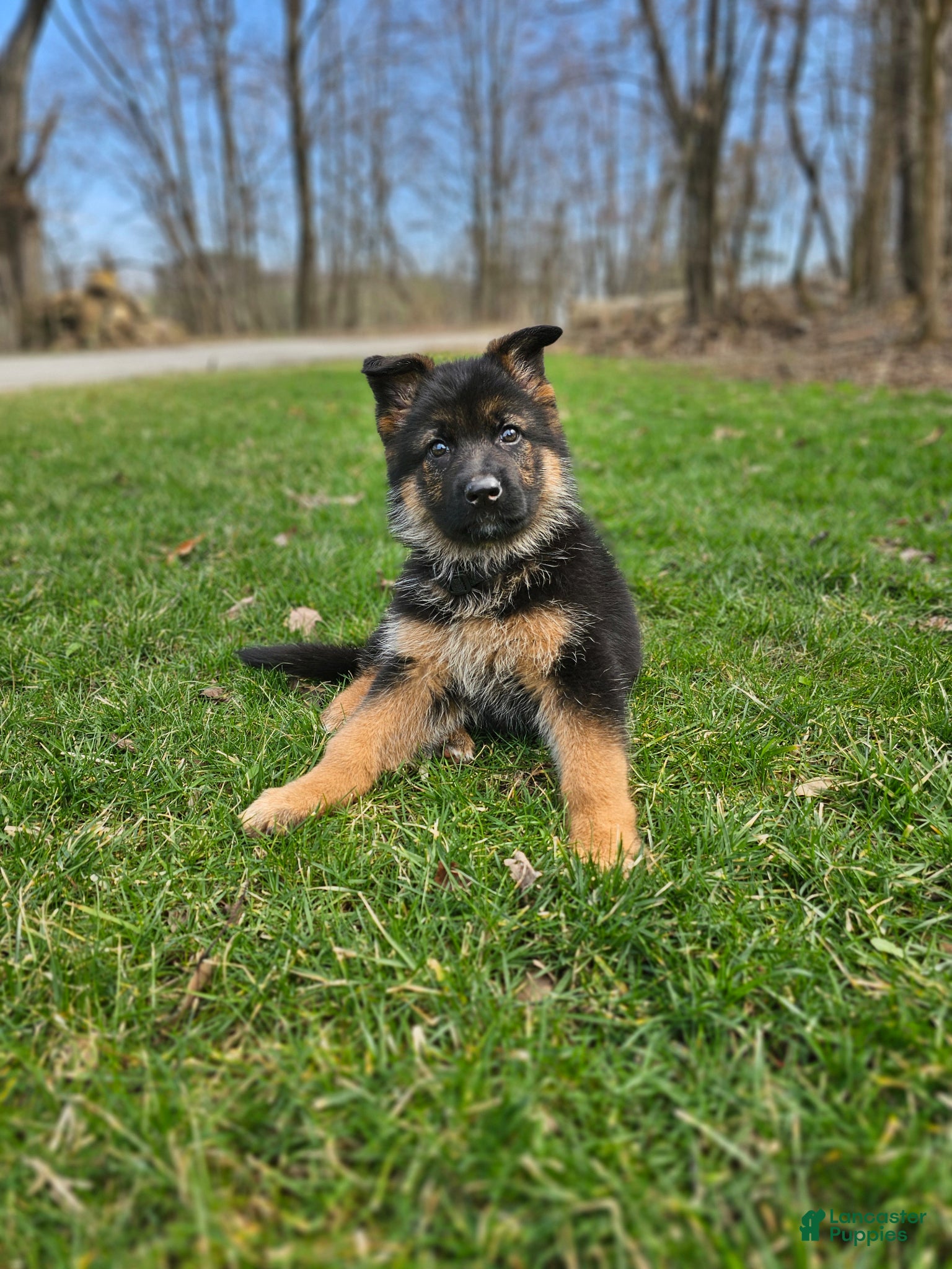 German Shepherd dogs Mindy - Ad 2