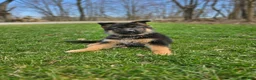 German Shepherd dogs for sale: Mindy - Ad 2