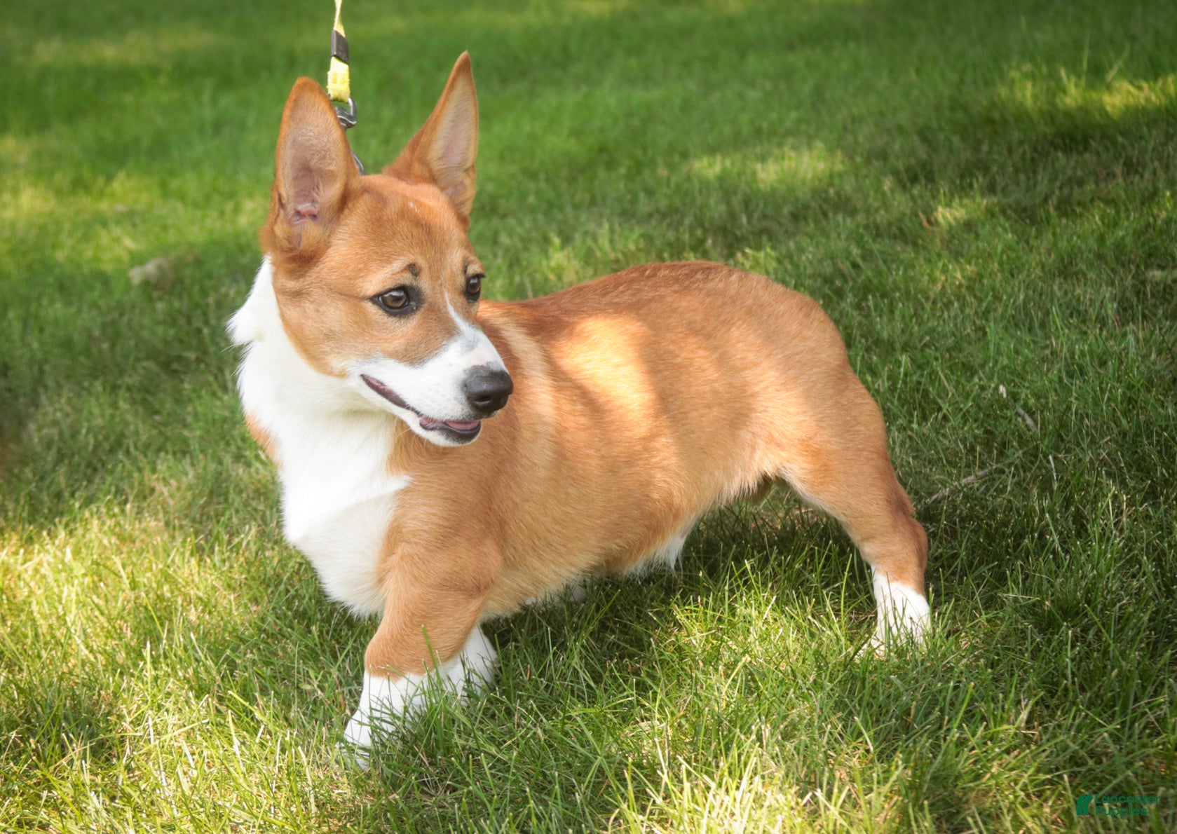 Welsh Corgi Pembroke dogs Rover Corgi Puppy  - Ad 2