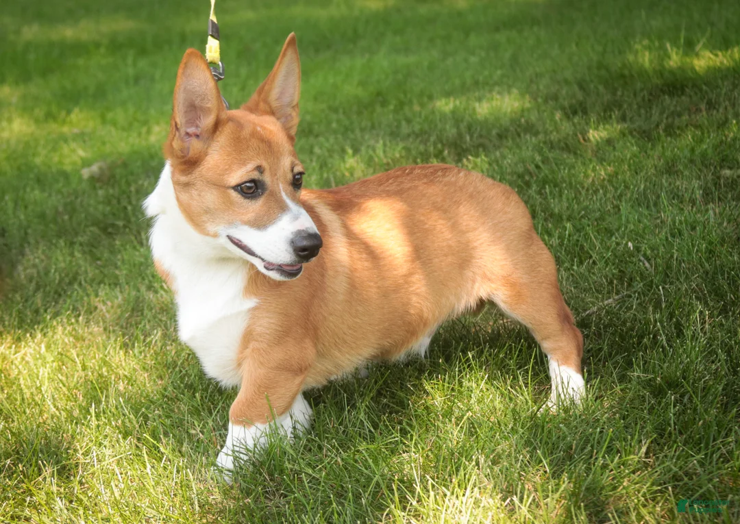 Welsh Corgi Pembroke dogs for sale: Rover Corgi Puppy  - Ad 2