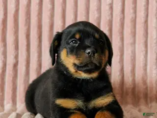 Rottweiler dogs Pretzel - Ad 6