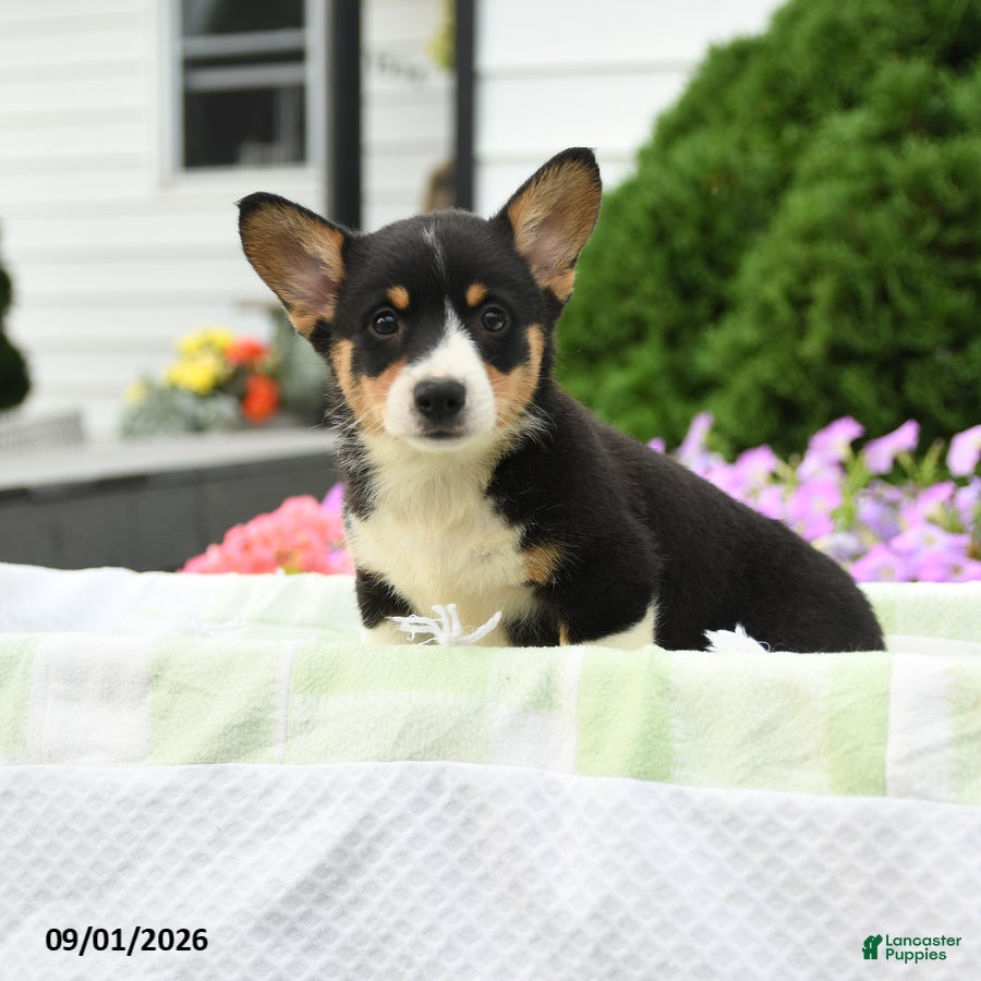 Welsh Corgi Pembroke dogs Remy - Ad 1