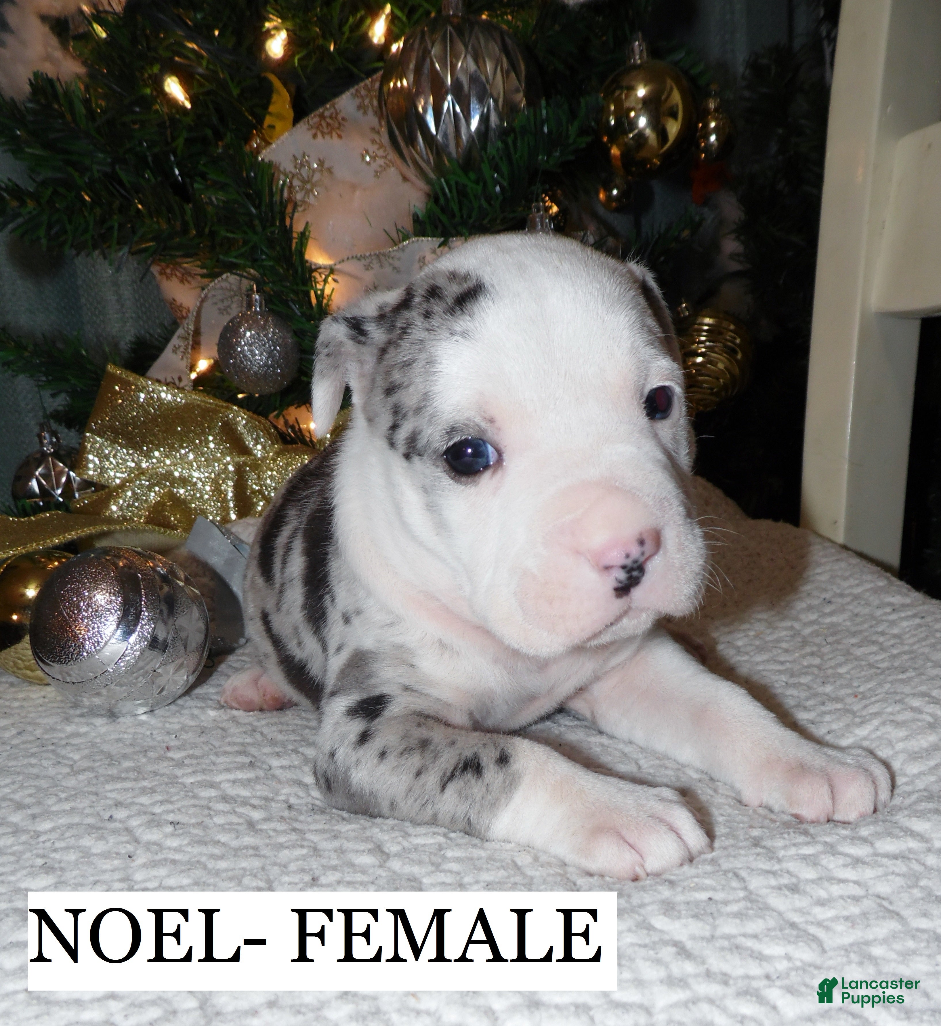 American Pit Bull Terrier dogs NOEL - Ad 21