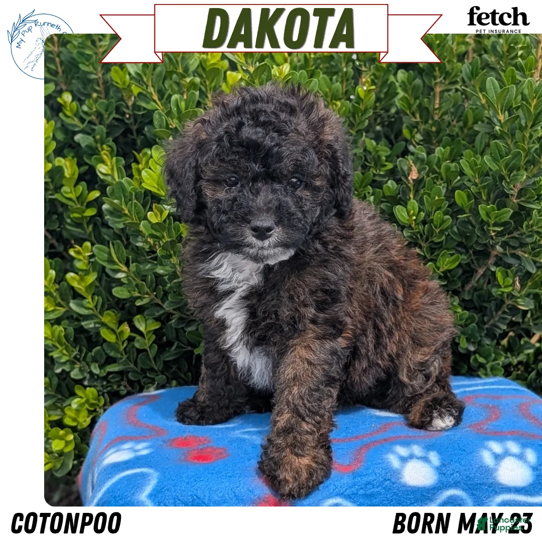Mixed Breed dogs for sale: Dakota - Ad 1