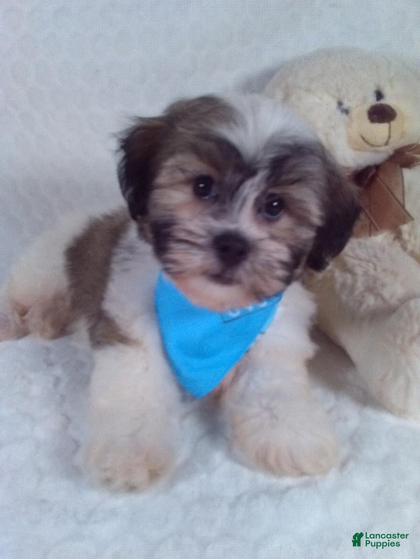 Teddy Bear dogs Cash - Ad 2