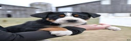 Greater Swiss Mountain Dog dogs for sale: EJ - Ad 1
