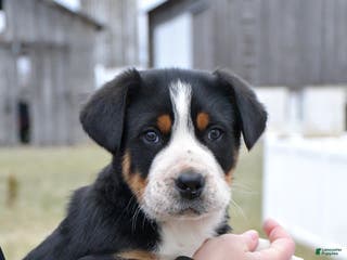 Greater Swiss Mountain Dog dogs EJ - Ad 3