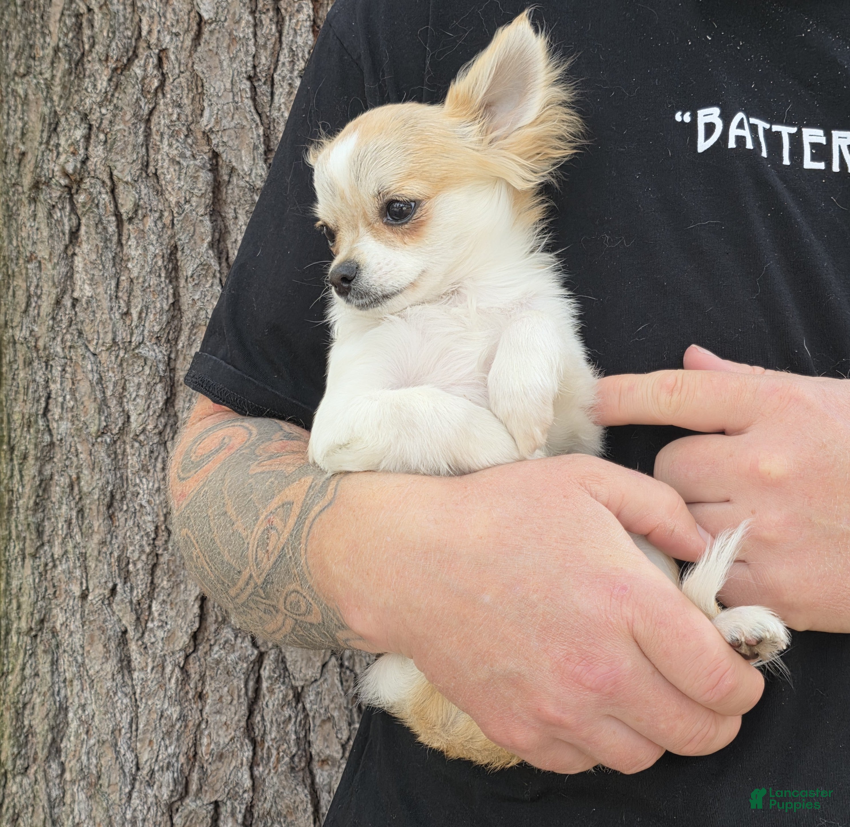 Chihuahua dogs Gizmo - Ad 1