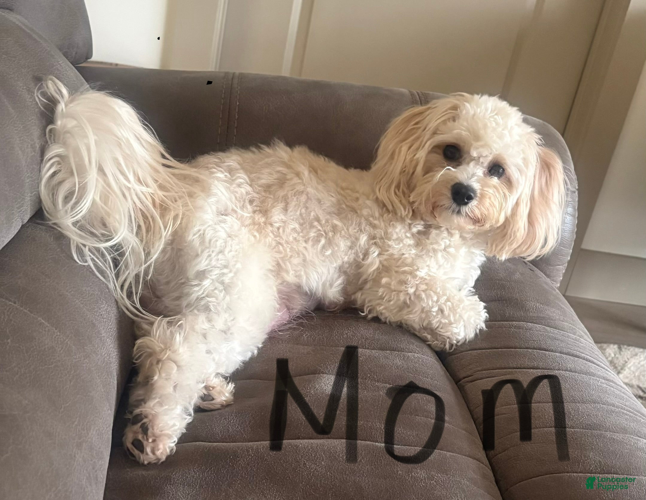 Maltipoo dogs Truffle - Ad 2