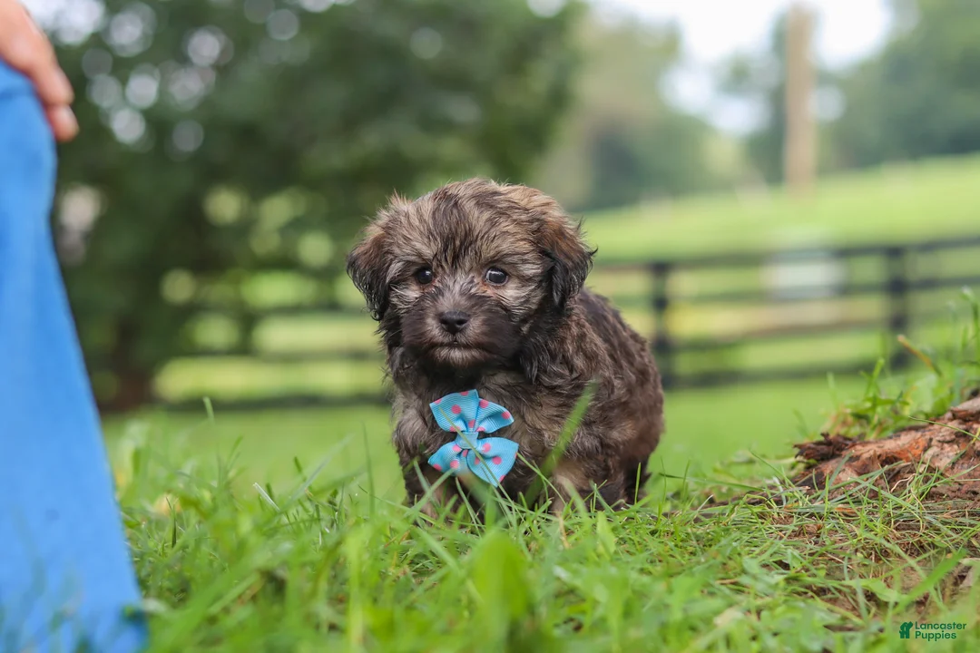Havanese dogs for sale: Winston - Ad 9