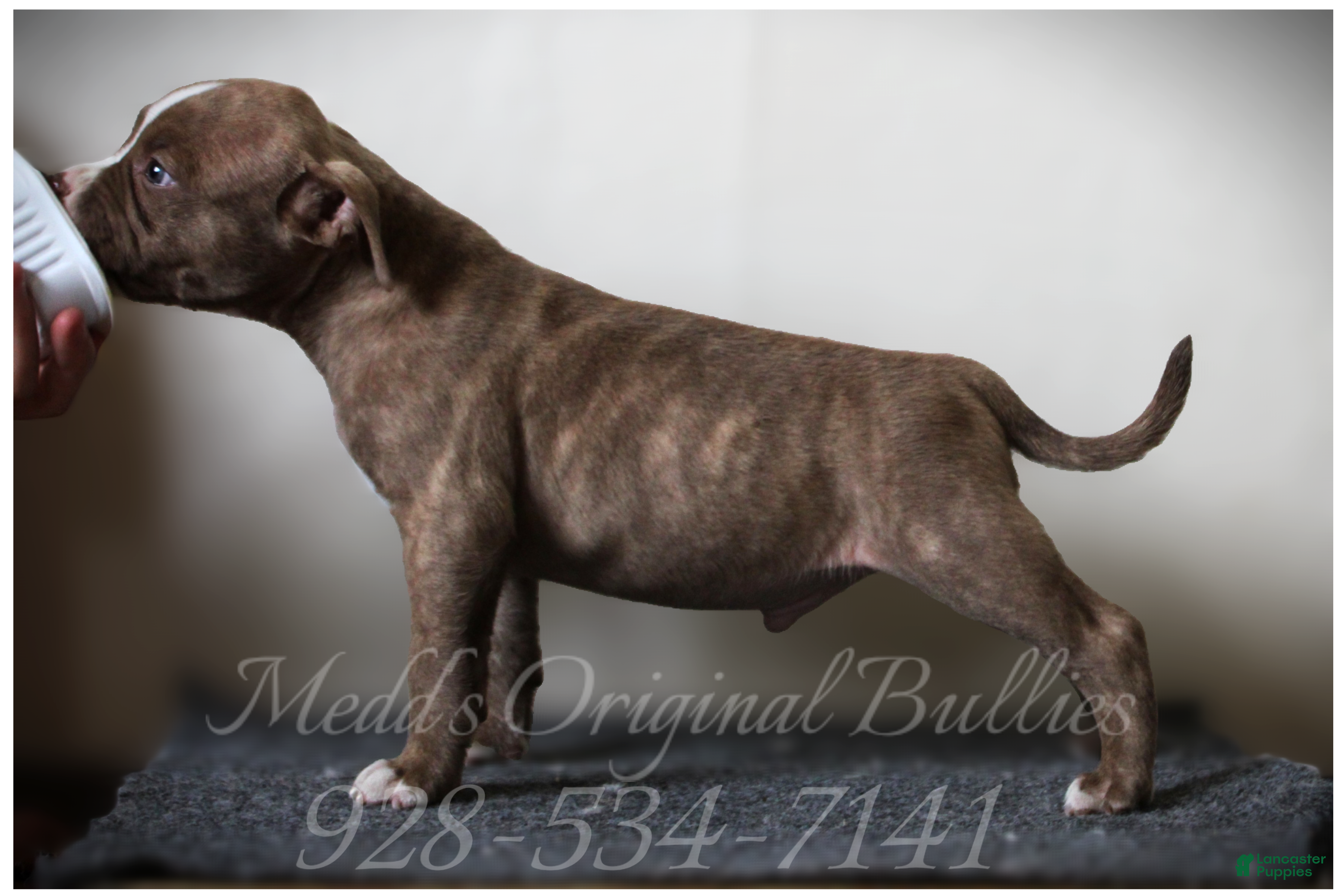 American Bully dogs Coal - Ad 2