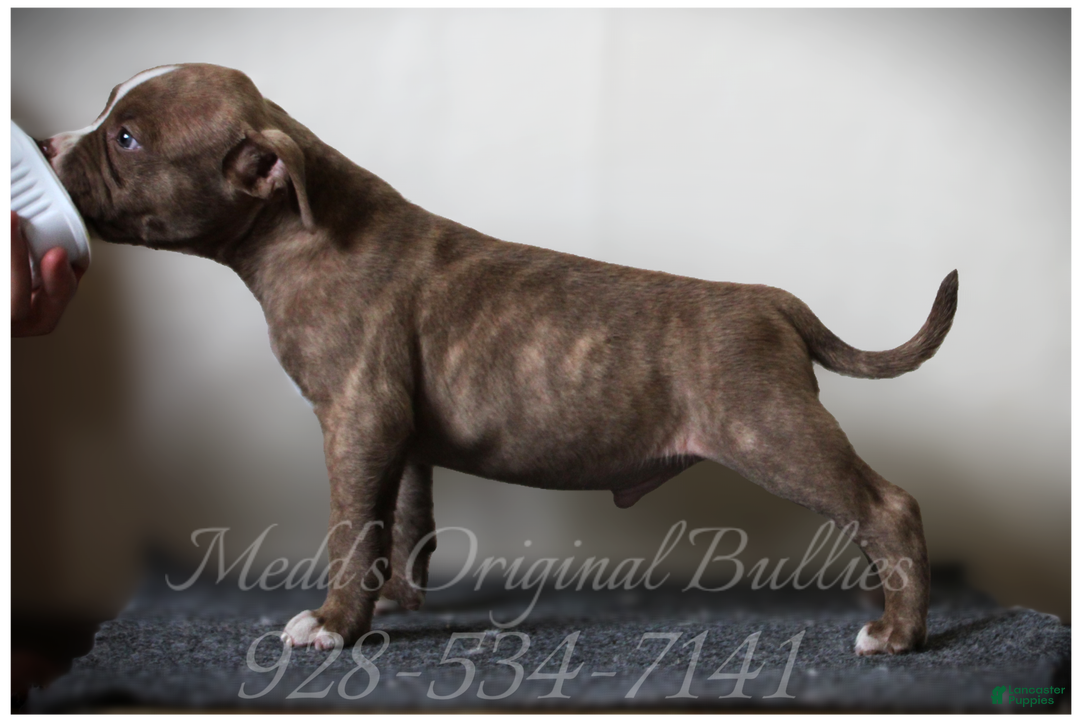 American Bully dogs for sale: Coal - Ad 1