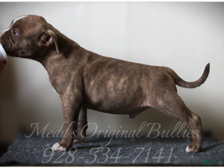 American Bully dogs Coal - Ad 2