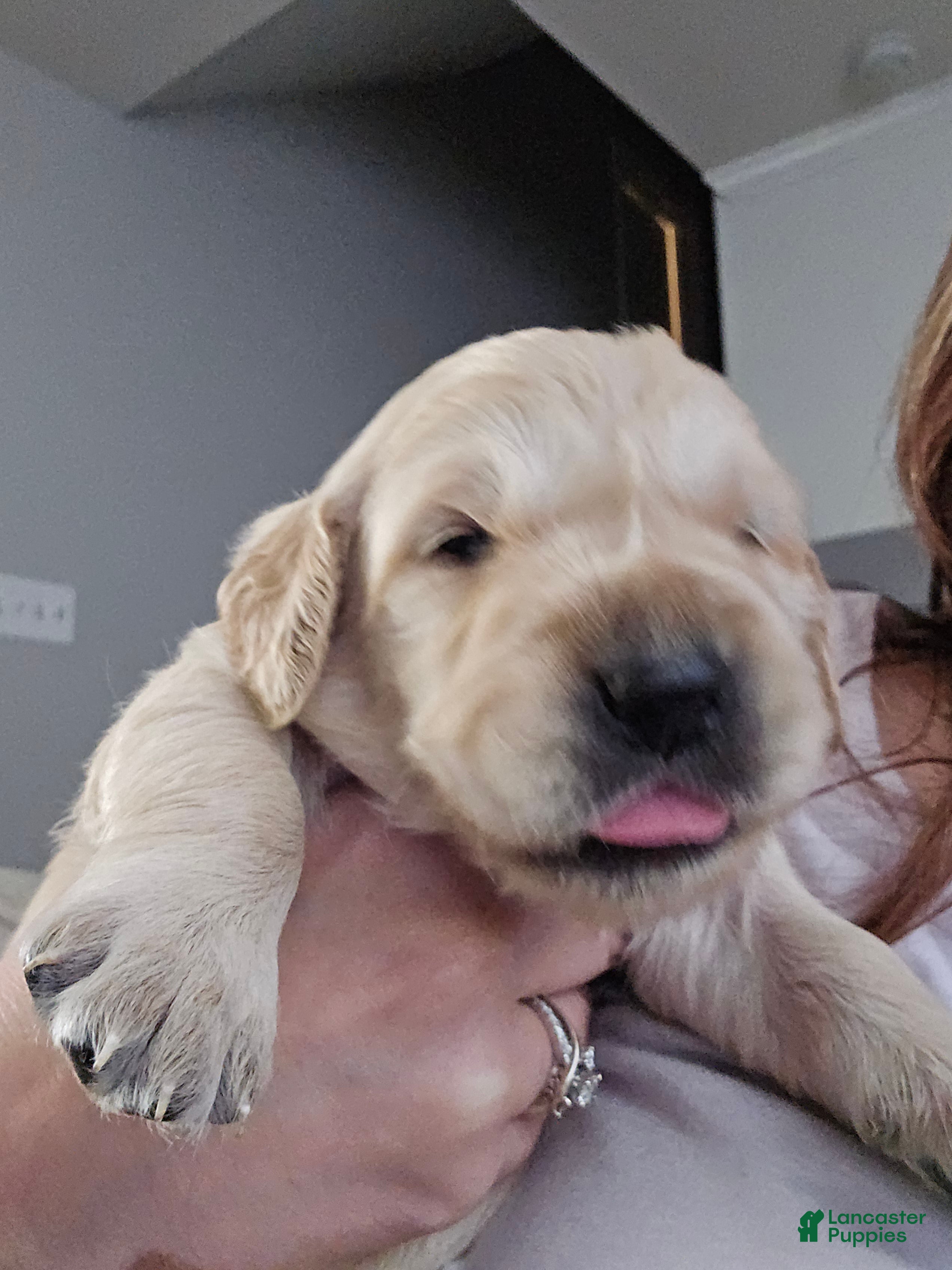 Golden Retriever dogs Golden Retriever Puppy 4 - Ad 15