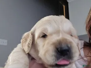 Golden Retriever dogs Golden Retriever Puppy 4 - Ad 15