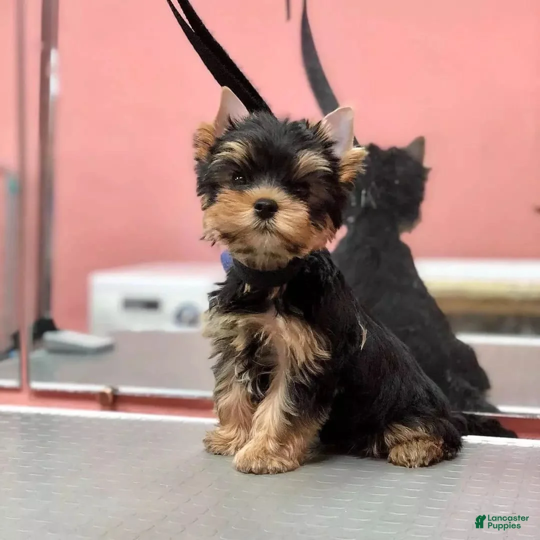 Yorkshire Terrier dogs for sale: Yorkshire Terrier Puppy 1 - Ad 3