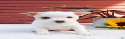 Mixed Breed dogs for sale: Jojo - Ad 3