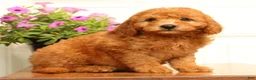 Mini Goldendoodle dogs for sale: Fido - Ad 6