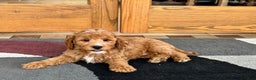 Cavapoo dogs for sale: Perry F1b - Ad 6