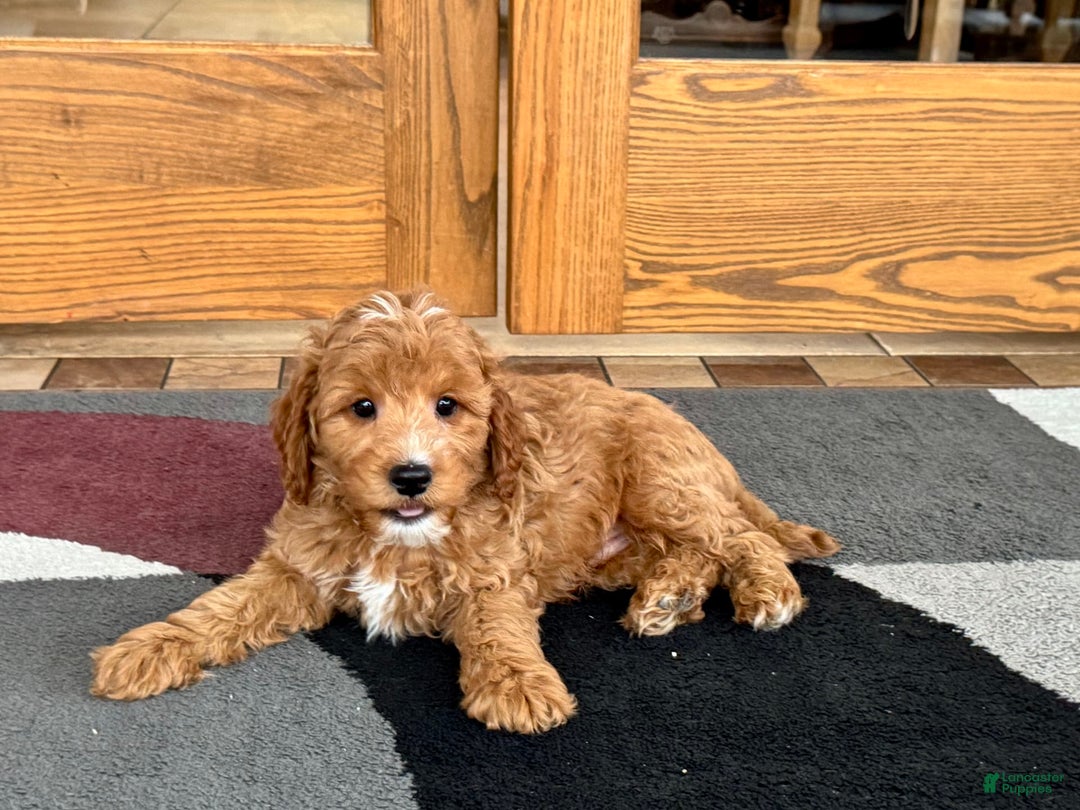 Cavapoo dogs for sale: Perry F1b - Ad 6