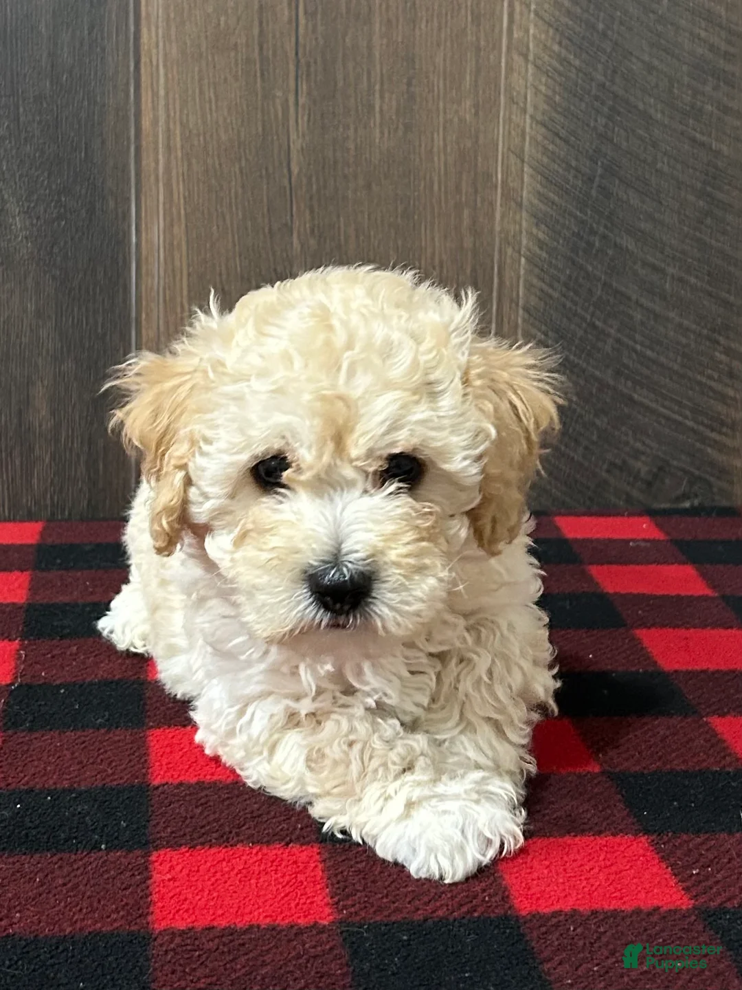 Bichpoo dogs for sale: Freddy - Ad 1