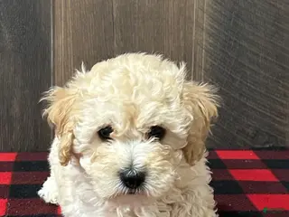 Bichpoo dogs Freddy - Ad 40