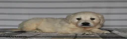 Golden Retriever dogs for sale: Frisco - Ad 3