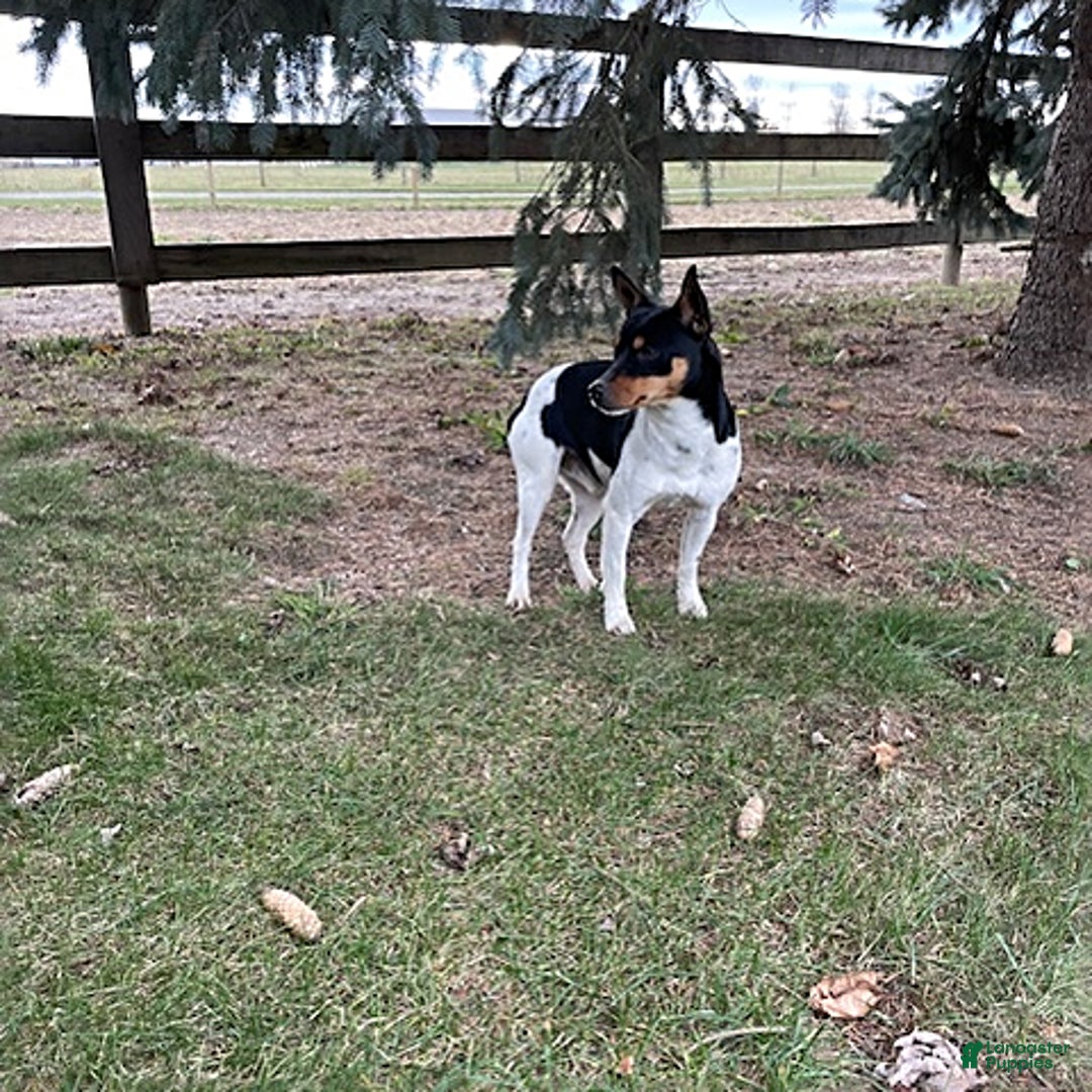 Rat Terrier dogs for sale: Marley - Ad 5