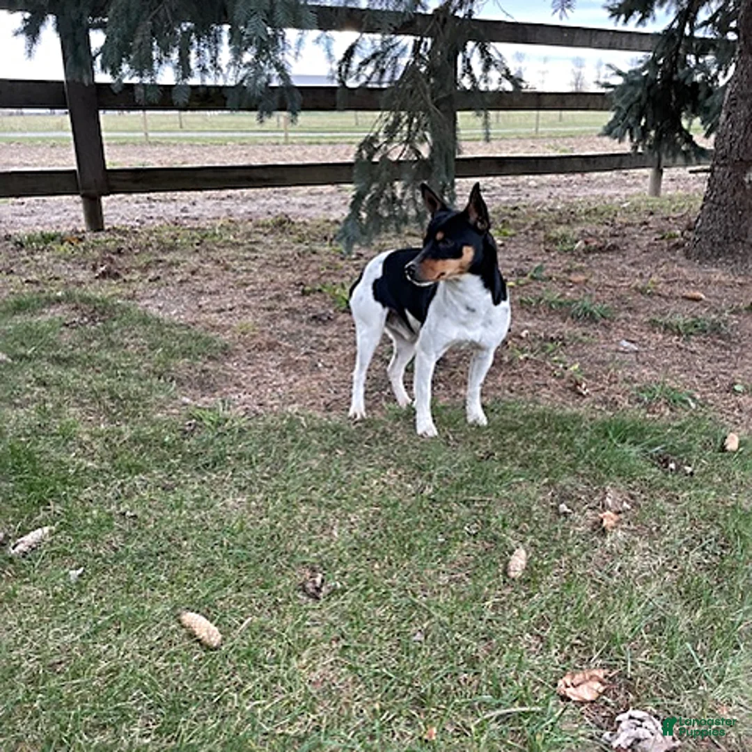 Rat Terrier dogs for sale: Max - Ad 6