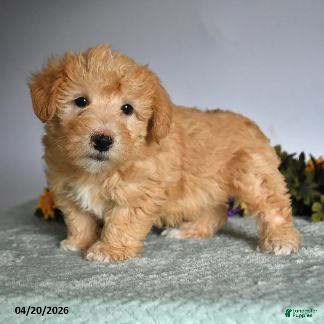 Mixed Breed dogs for sale: Patrick - Ad 2