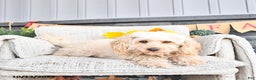 Cavapoo dogs for sale: Oakley - Ad 12
