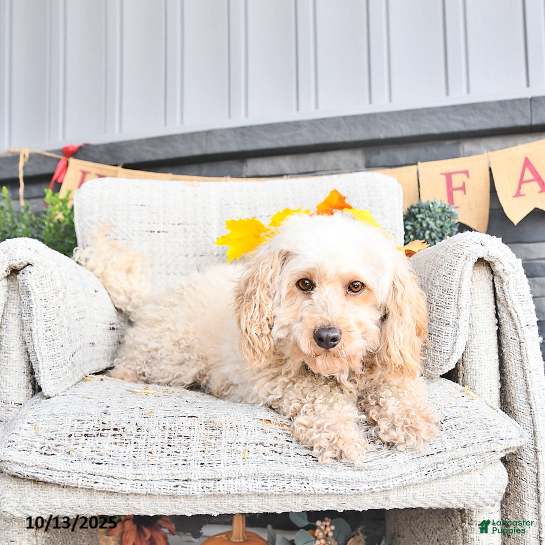 Cavapoo dogs for sale: Oakley - Ad 12