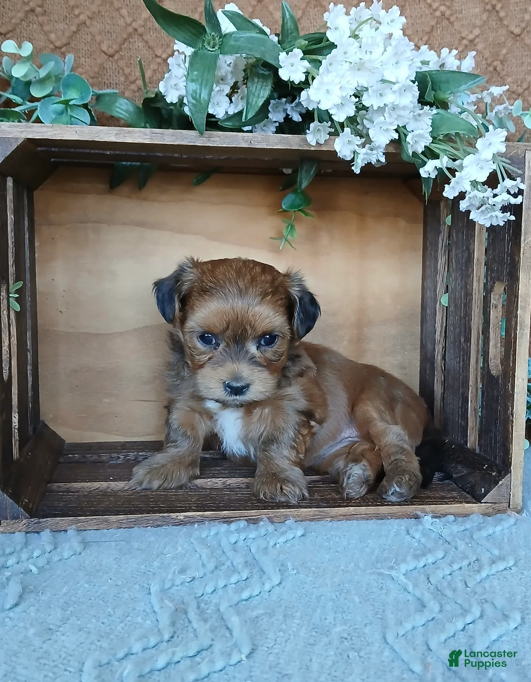 Havanese dogs for sale: Anna  - Ad 4