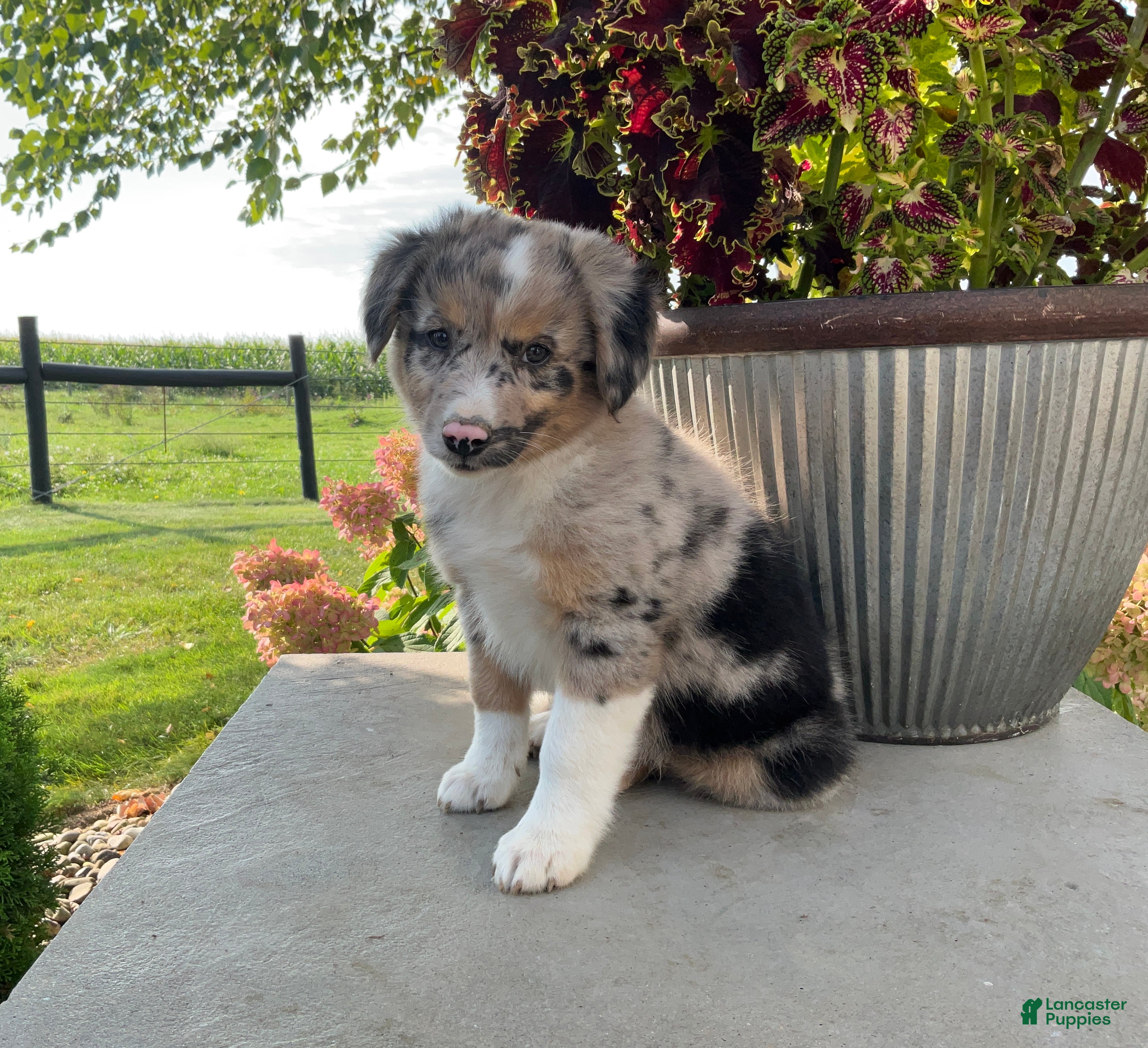 Mixed Breed dogs Bella - Ad 2