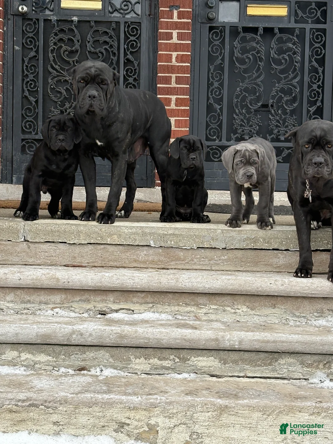 Cane Corso dogs for sale: Cane Corso Puppy 3 - Ad 7