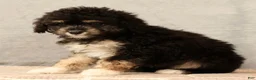 Mini Aussiedoodle dogs for sale: Chocolate - Ad 7