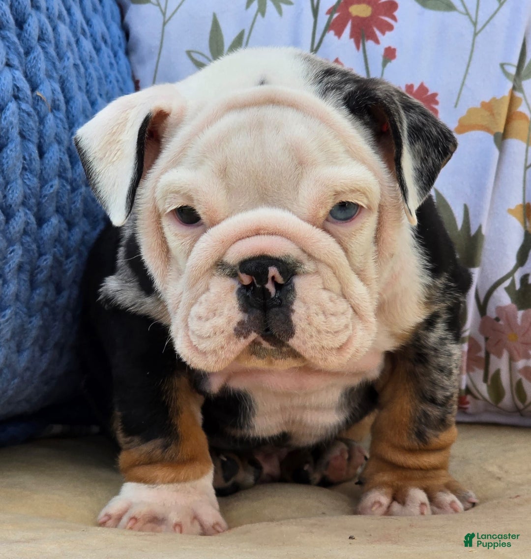 English Bulldog dogs for sale: Magnum - Ad 4