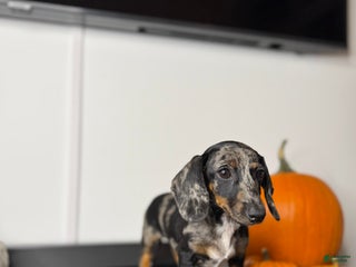 Miniature Dachshund dogs - Ad 26