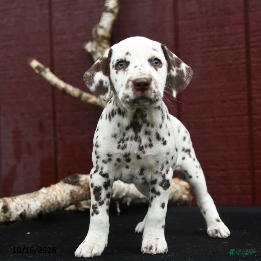 Dalmatian dogs Jewel - Ad 2