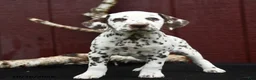 Dalmatian dogs for sale: Jewel - Ad 2