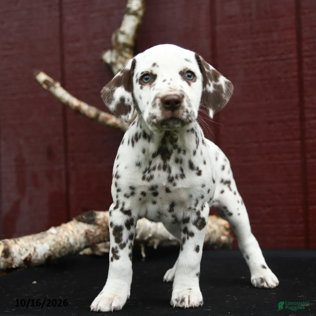 Dalmatian dogs for sale: Jewel - Ad 2