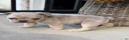 French Bulldog dogs for sale: French Bulldog 1 - Ad 4