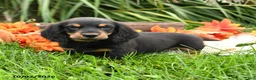 Dachshund dogs for sale: Skip  - Ad 5
