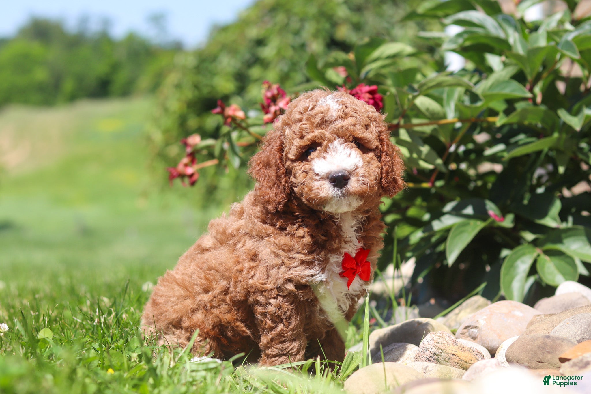 Mini Goldendoodle dogs Cade - Ad 1