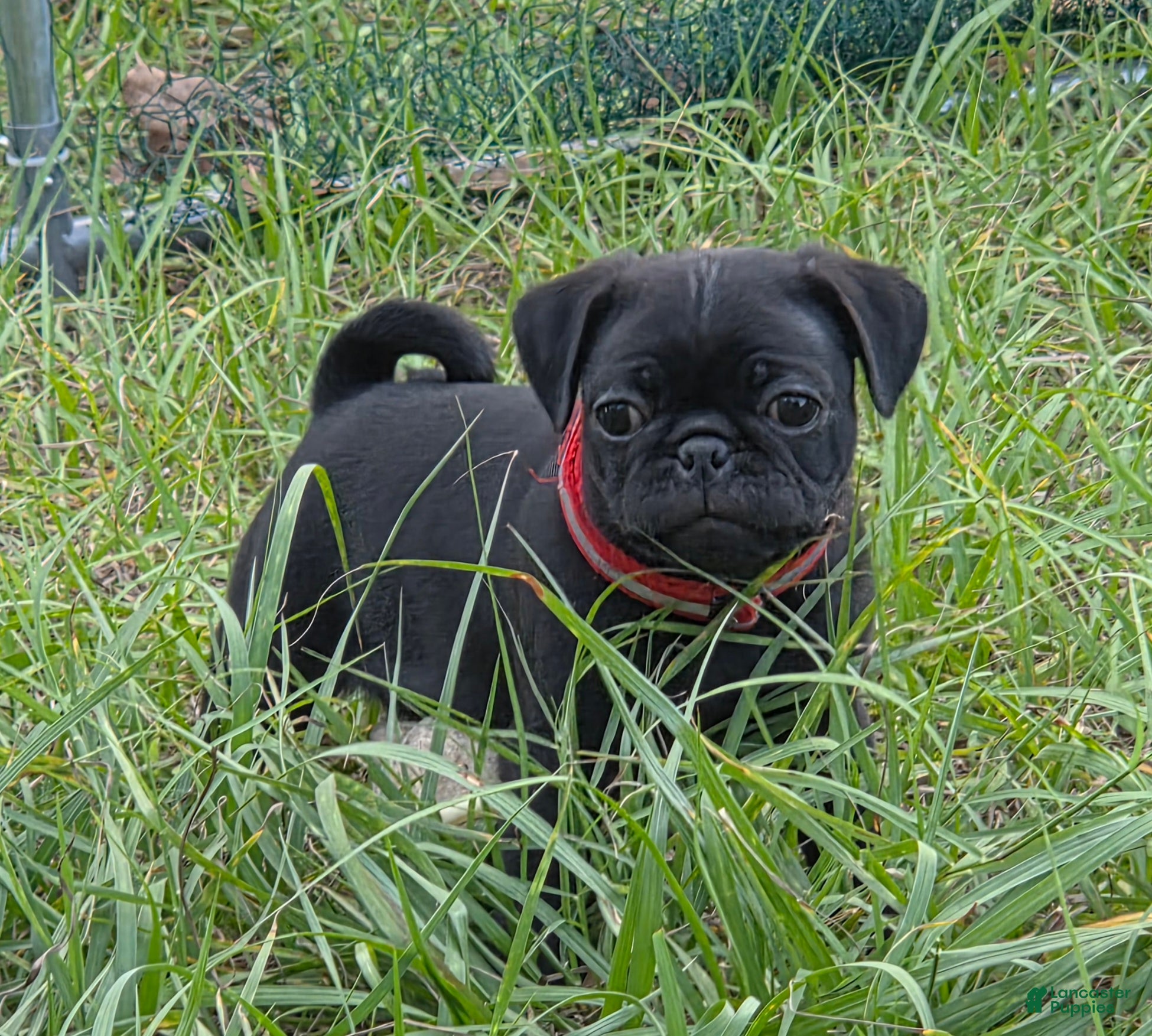 Pug dogs for sale: Jasper  - Ad 1